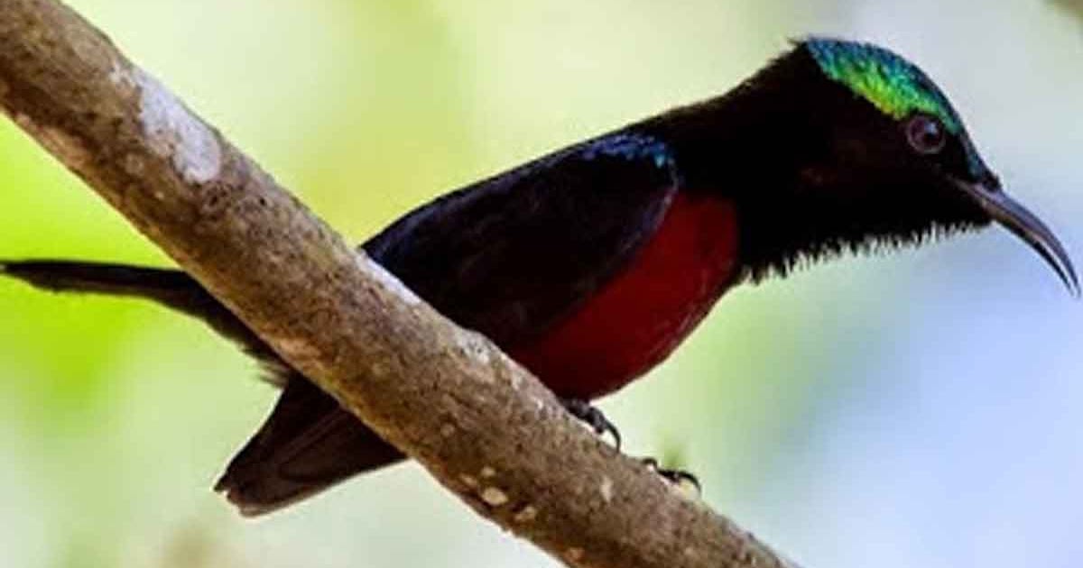 Cara Merawat Burung Kolibri Agar Cepat Gacor Sangkarlapis