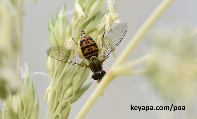 Phalaris arundinacea - Hoverfly Melanostoma
