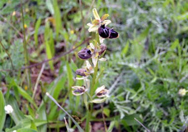 Ophrys provincialis (Ofride provenzale)