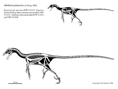 Jeholornis skeleton