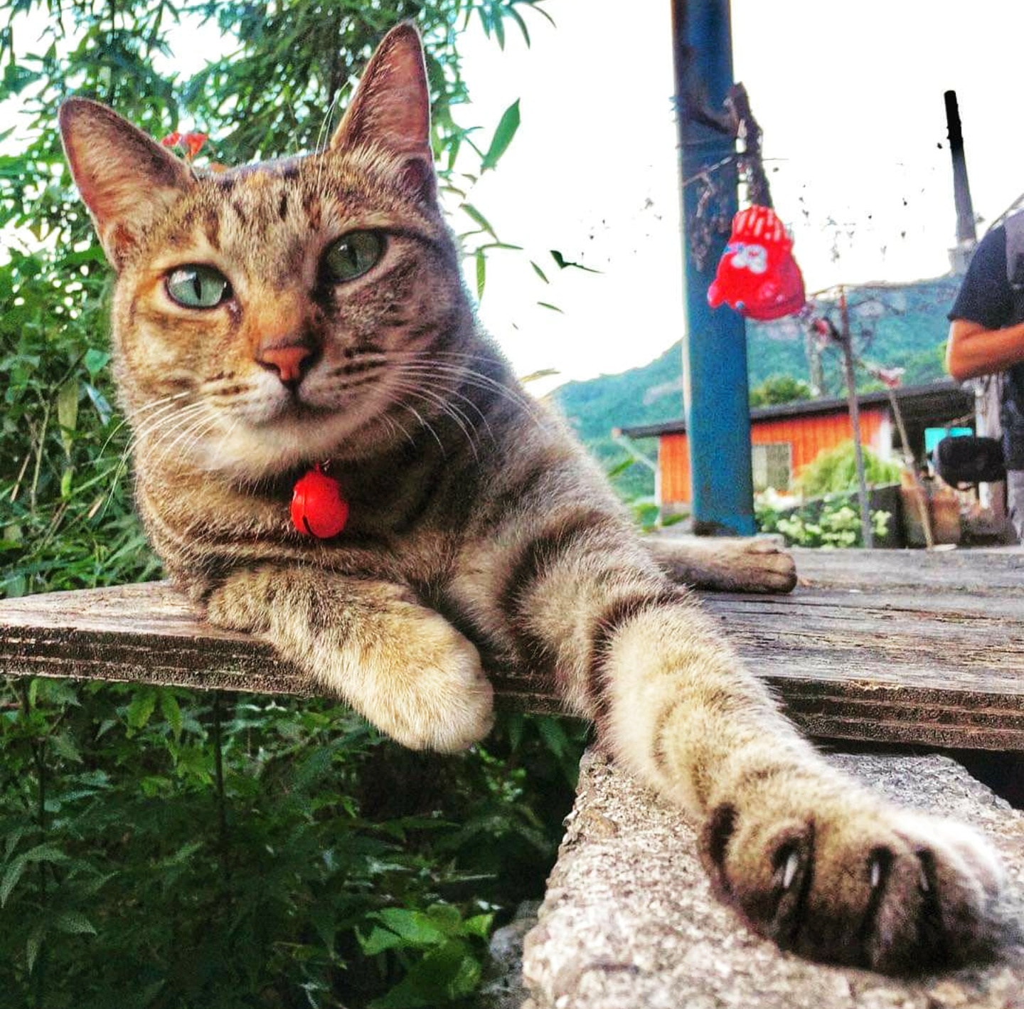 Paradise of cats in Taiwan called Cat Village located in the small town