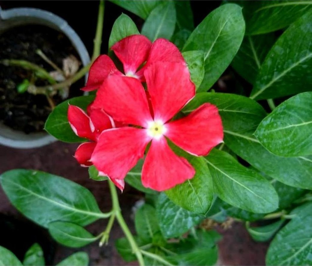 Bibit Bunga Vinca Murah Jawa Barat