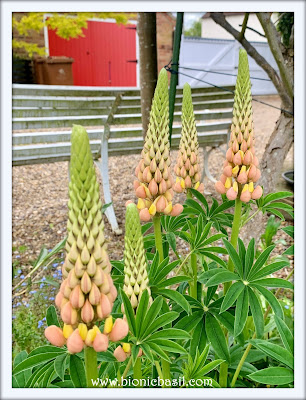 Luscious Lupins ©BionicBasil® The Pet Parade 352
