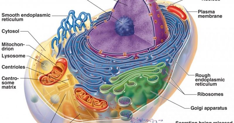 Sistem Organisasi Makhluk Hidup Biologi Edukasi Belajar