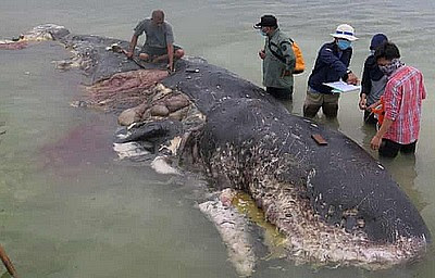 whale plastic death