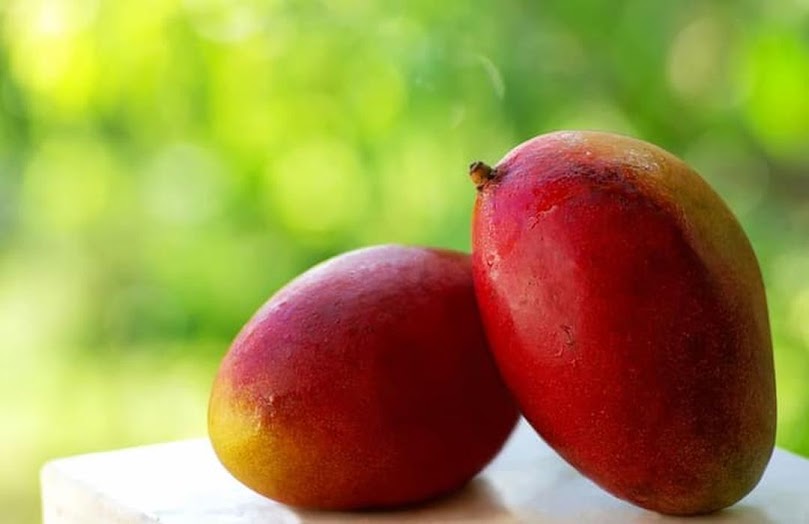 Bibit Mangga Yuwen Sumatra Barat