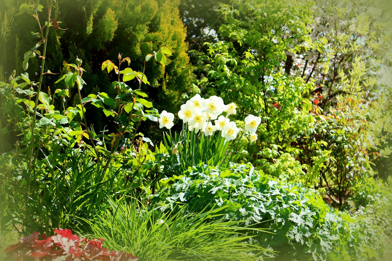 Roses du jardin Chêneland: Narcisse 
