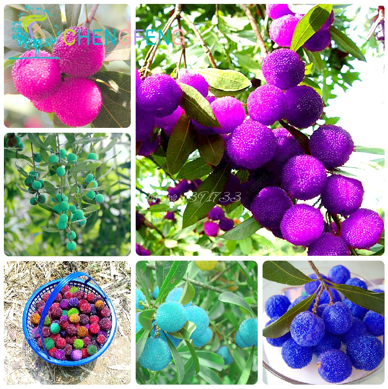 Fake Flower, Vegetable and Exotic Seeds Fake 100pcs Mix Red Bay Seeds