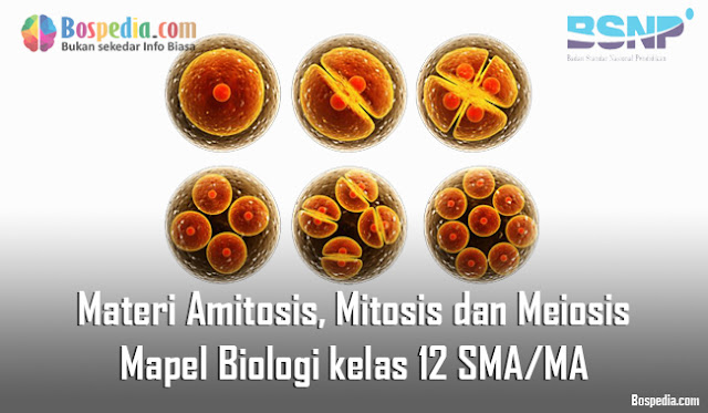 Materi Pembelahan Sel ( Amitosis, Mitosis dan Meiosis ) Mapel Biologi