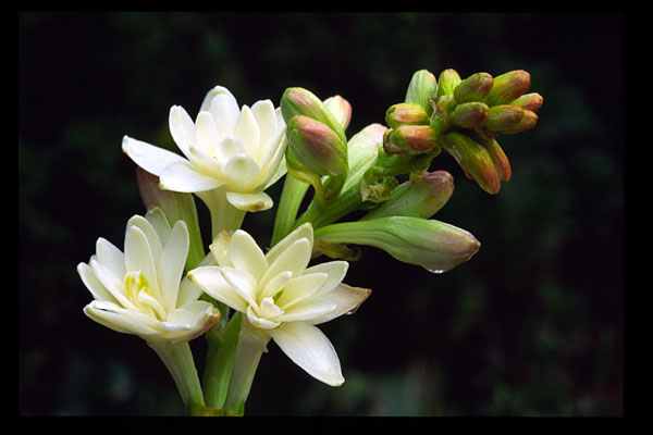 Pictures Of Tuberose 116