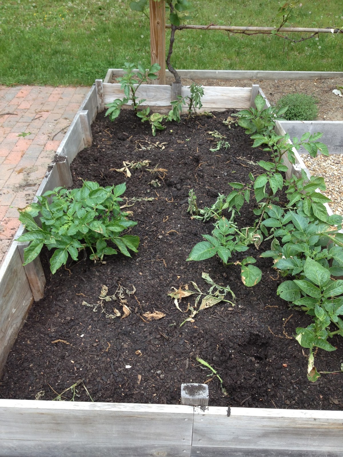Battle Royale Potato Beetles vs. Lady Bugs