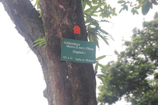  Tanaman kesambi adalah tanaman pohon yang sering kita jumpai berada disekitar kita Manfaat Tanaman Kesambi / Kecacil (Schleichera Oleosa (Lour.) Oken)