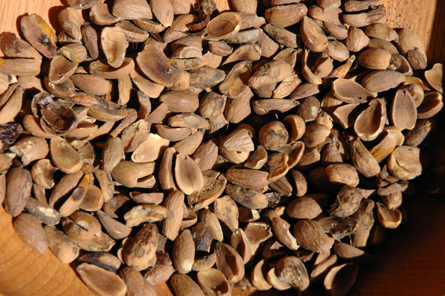 Ethnobotanical Pursuits: Acorn Muffins!