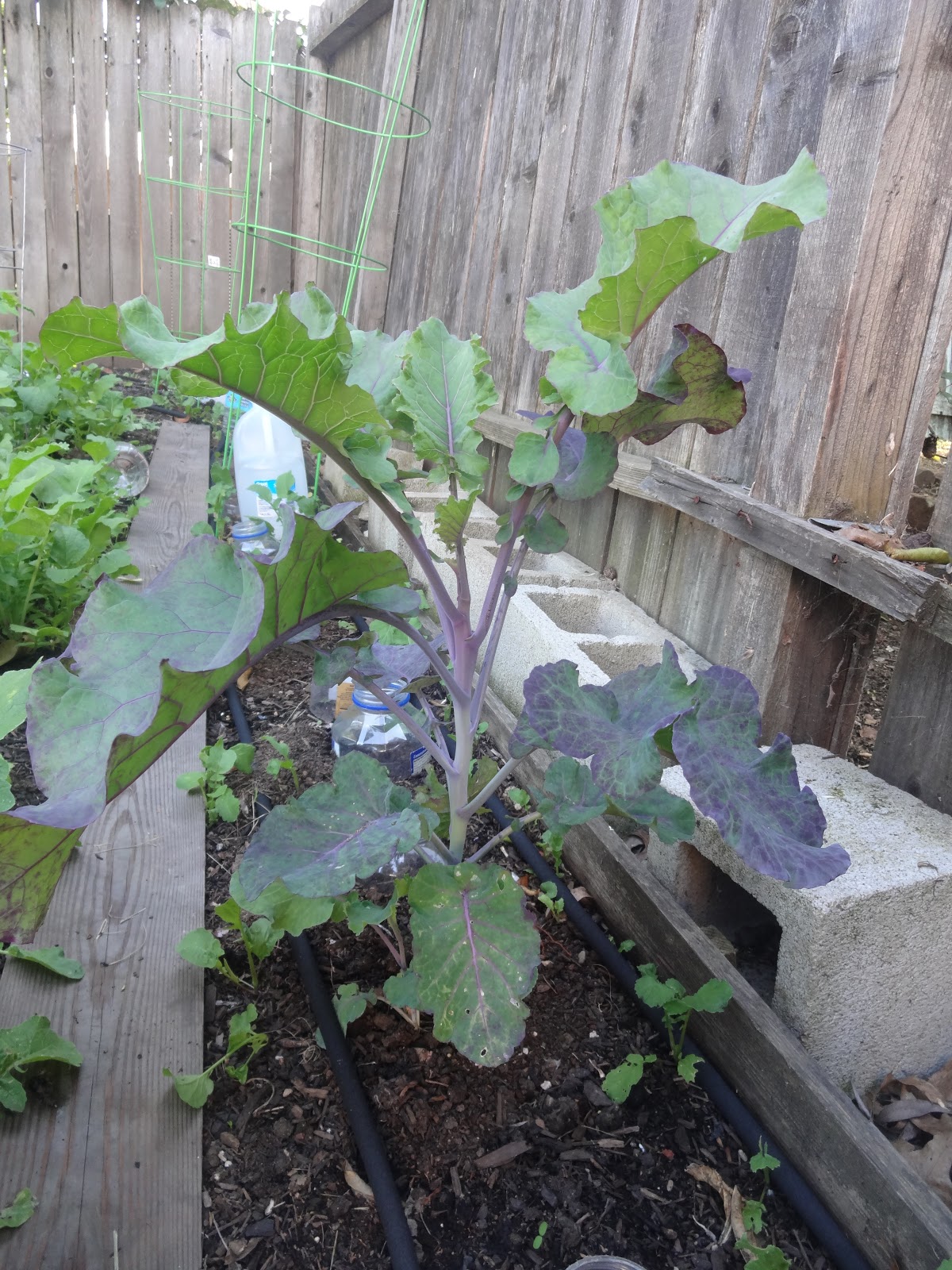 The Scientific Gardener Tree Kale or Perennial Collards?