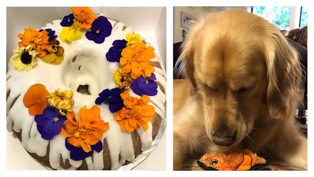 Lemon poppy seed Bundt cake with flowers and Chance, a Golden retriever, playing with a toy