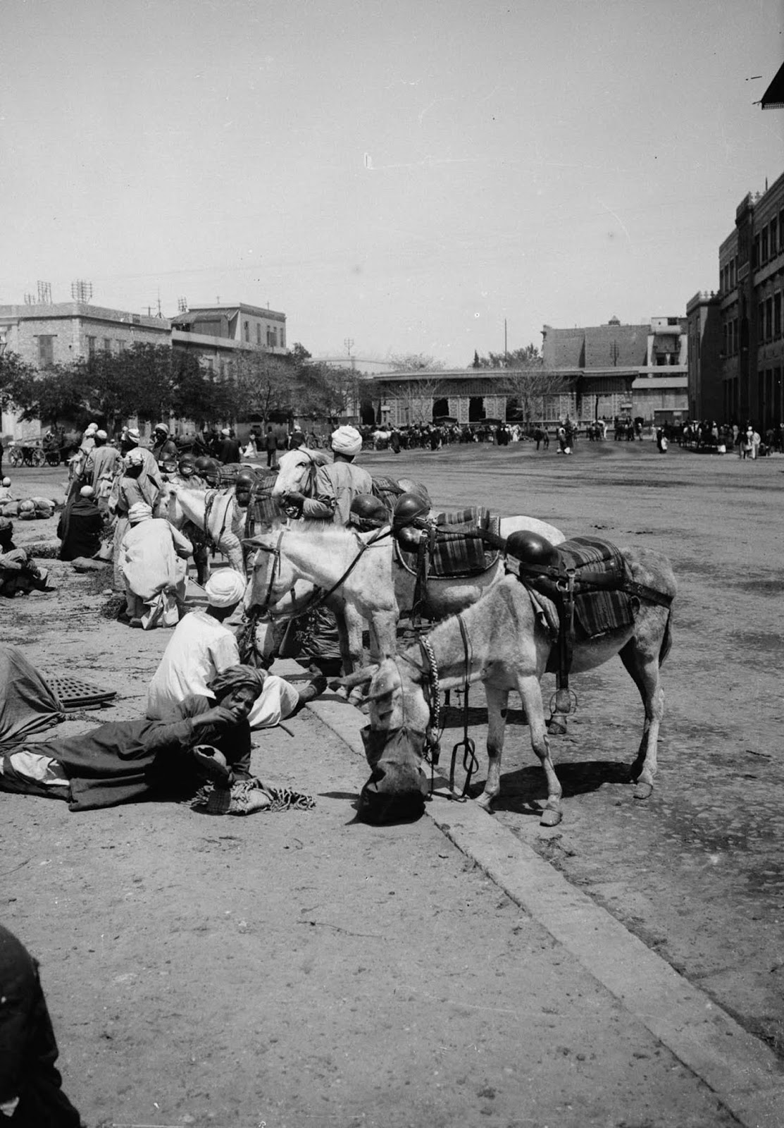 A group of men tend to their donkeys. 1900.