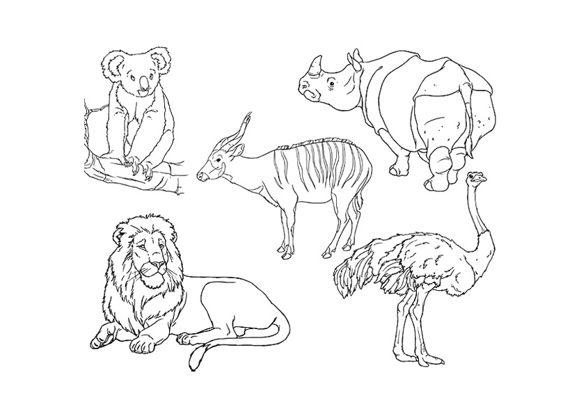 Animal Colouring Pages Printable