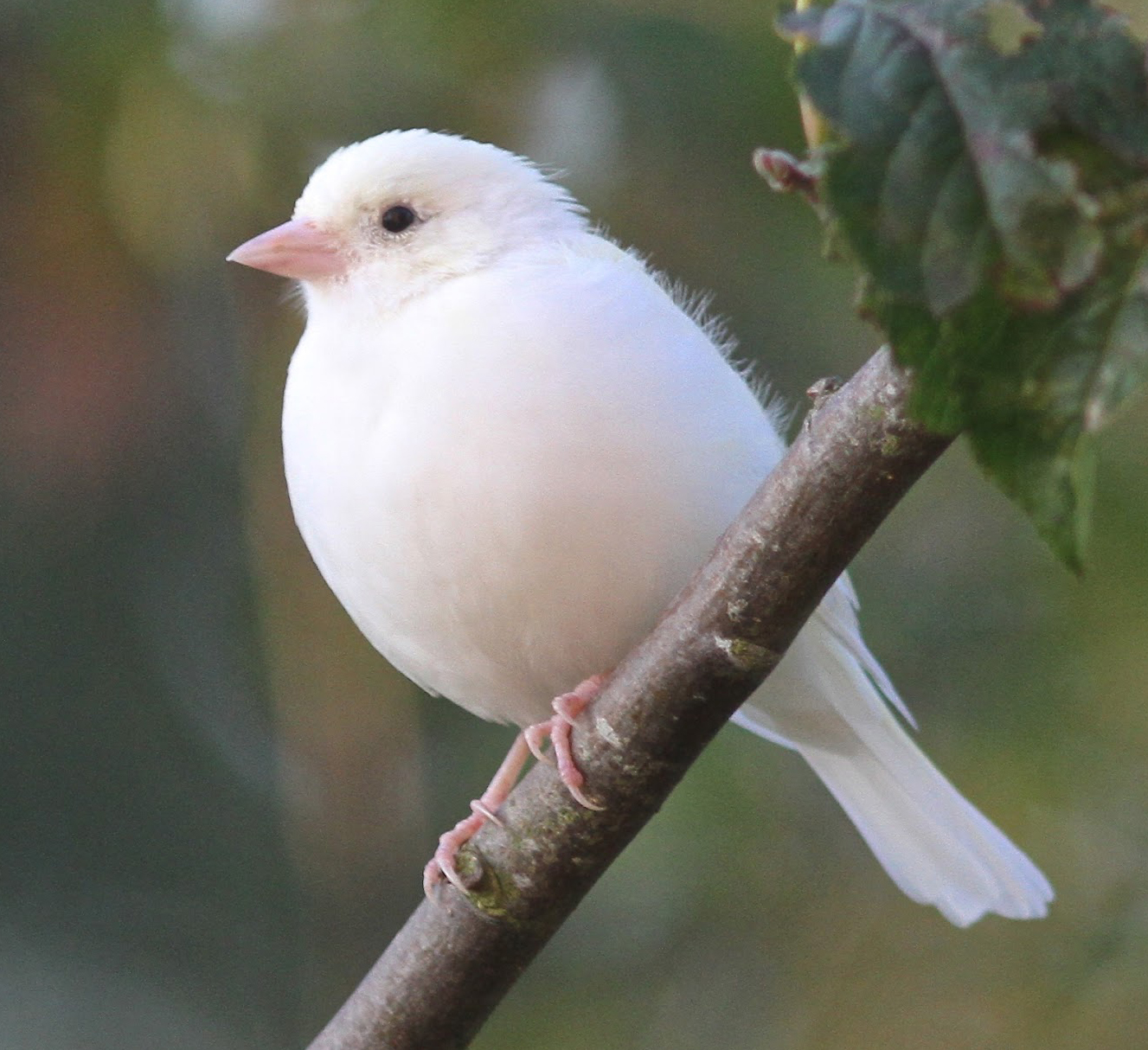 Proof Positive: The White Bird