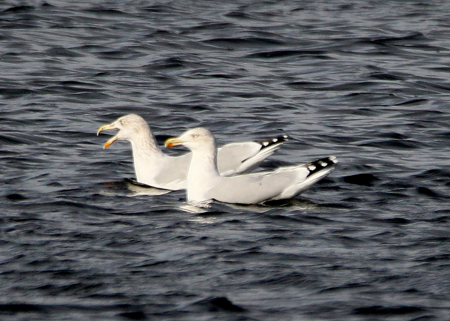 WEST YORKSHIRE BIRDING Yet another Yellow Legged Herring gull