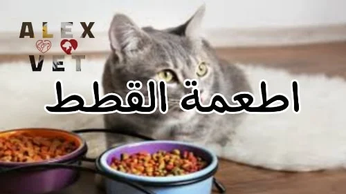 طعام القطط المناسب الرخيص لها - cats food