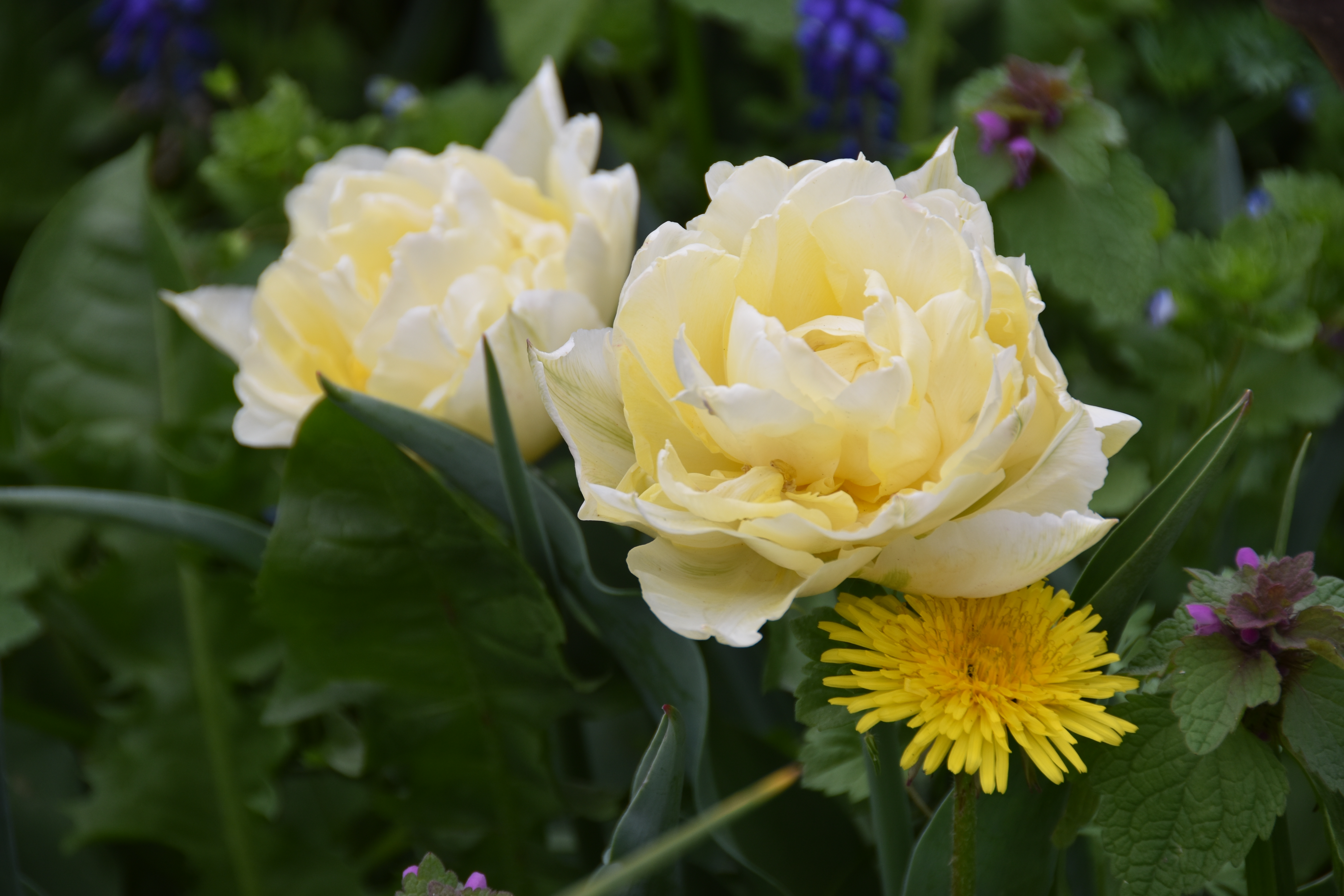 L’attribut alt de cette image est vide, son nom de fichier est DSC_0031.JPG.