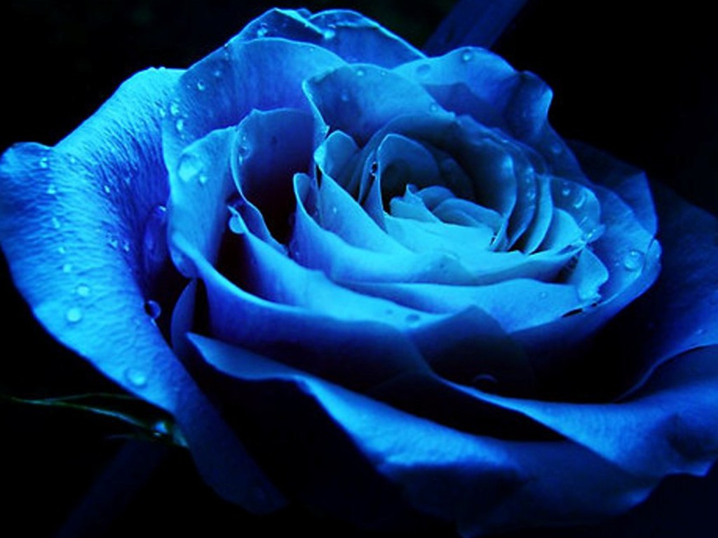 Beautiful Blue Roses Pictures ~ Blue Roses Wallpaper Most Beautiful Hd ...