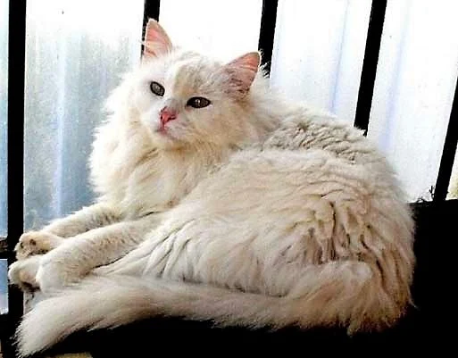 Real Turkish Angora cat