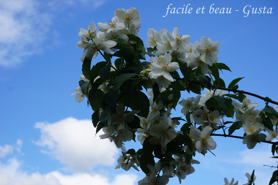 facile et beau Gusta Wilder Jasmin