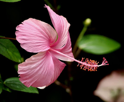 Pink Shoe flower
