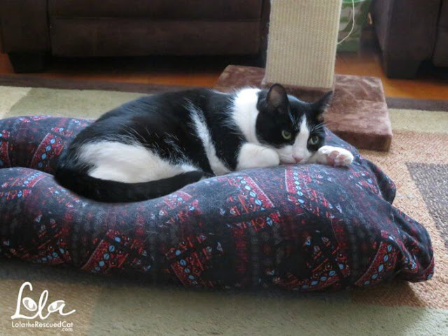 black and white cat on MYLAP pet bed