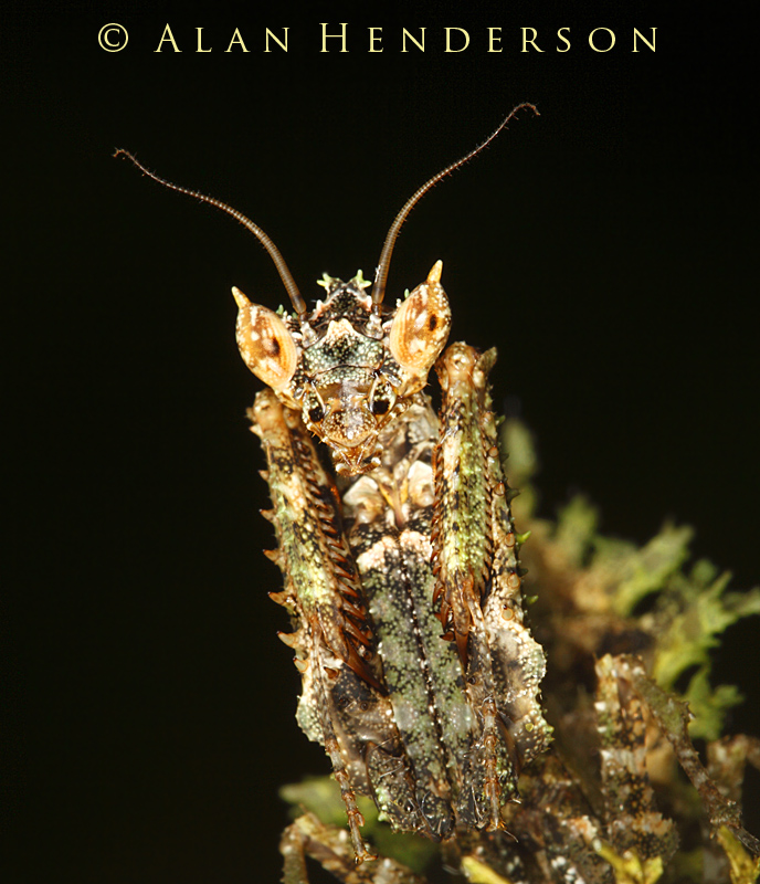 Minibeast Wildlife Rainforest Encounters Costa Rica Week 3 Moss Mantis