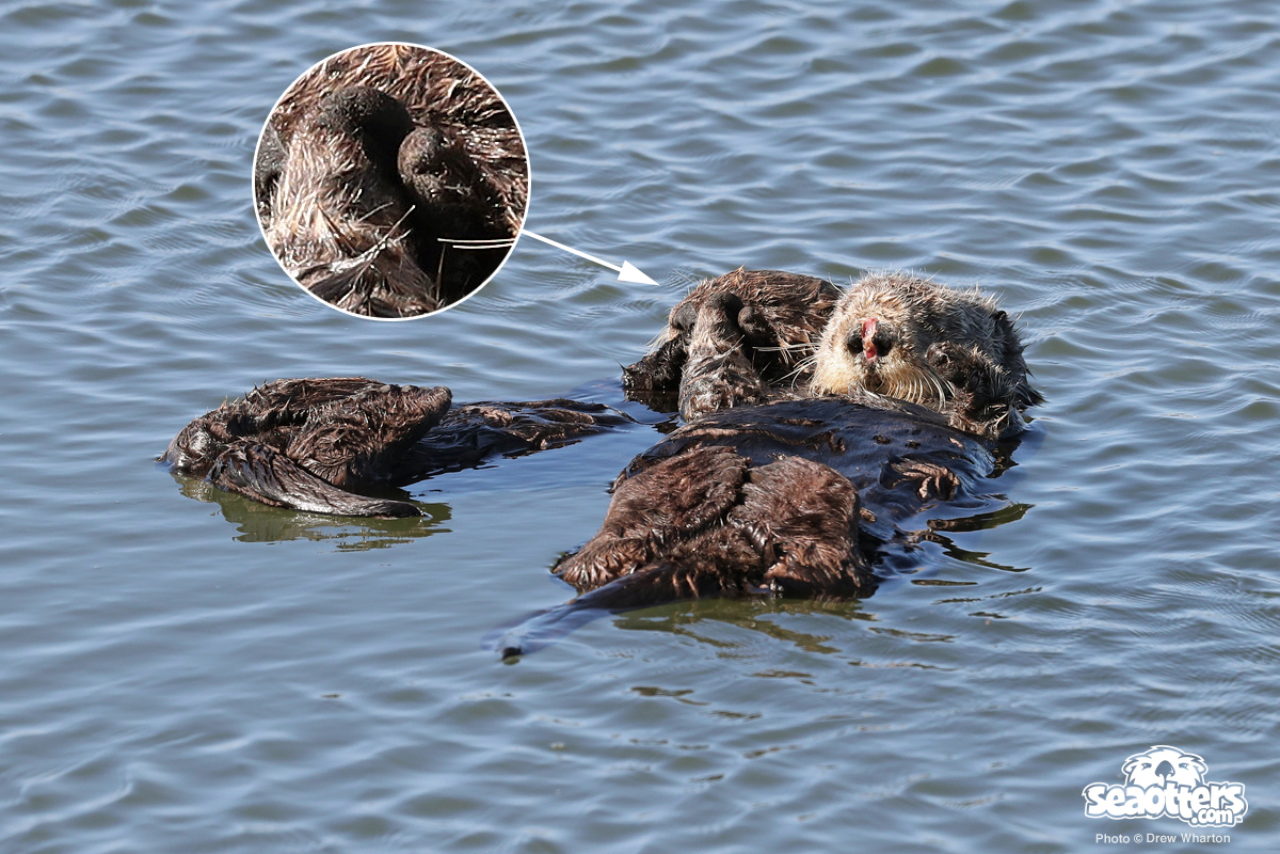 Southern Sea Otter