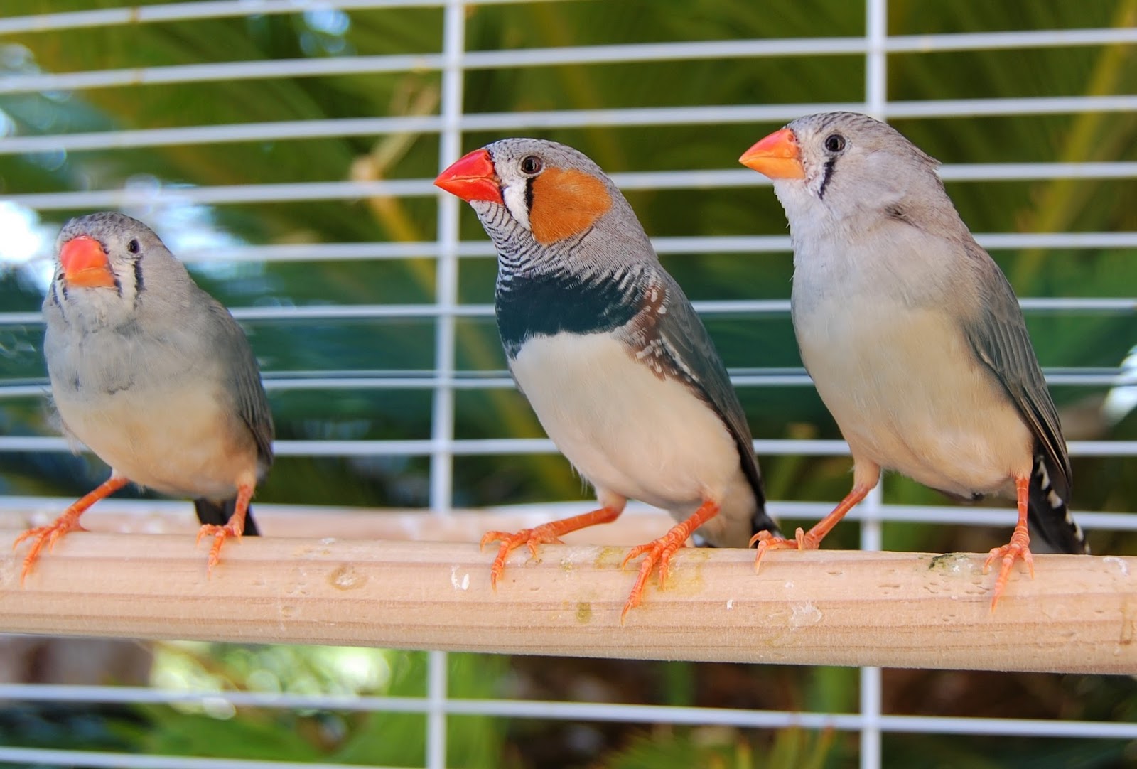 15 zebra finches for adoption!