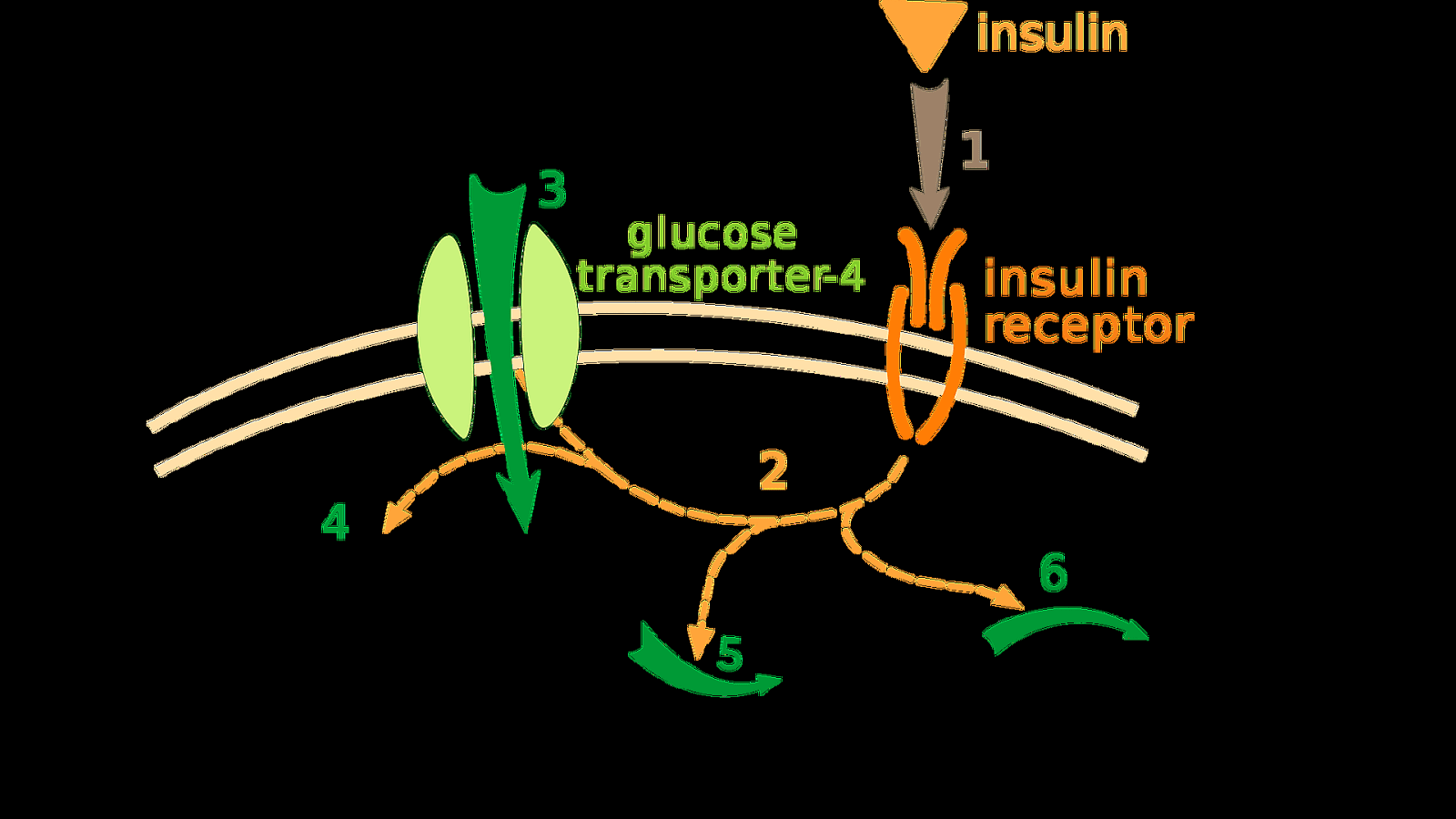 How Is Insulin Produced Insulin Choices
