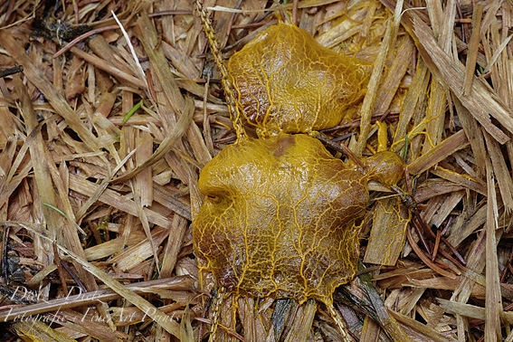 Gelbes Schleimpilz-Plasmodium (Mycetozoa / Eumycetozoa)