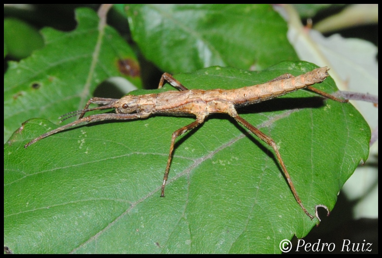 Ninfa macho L3 de Hoploclonia gecko, 2,6 cm de longitud Ninfa macho L3 de Hoploclonia gecko, 2,6 cm de longitud