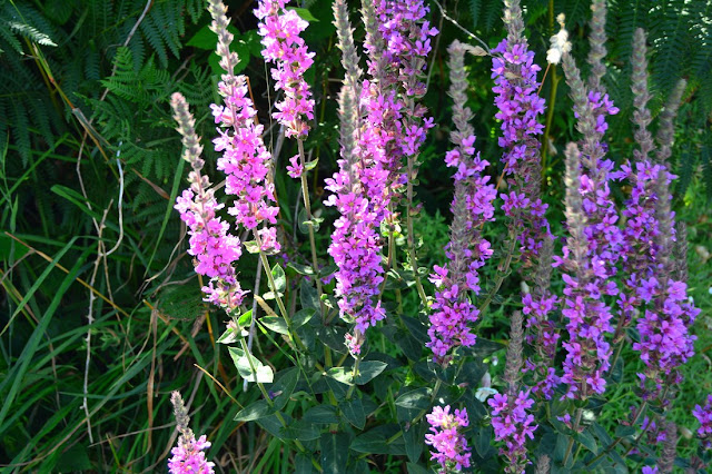 Lythrum salicaria Lythrum salicaria