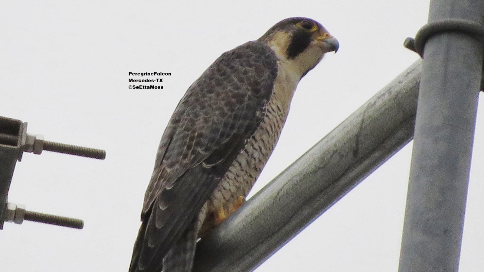 Peregrine Falcon in Texas