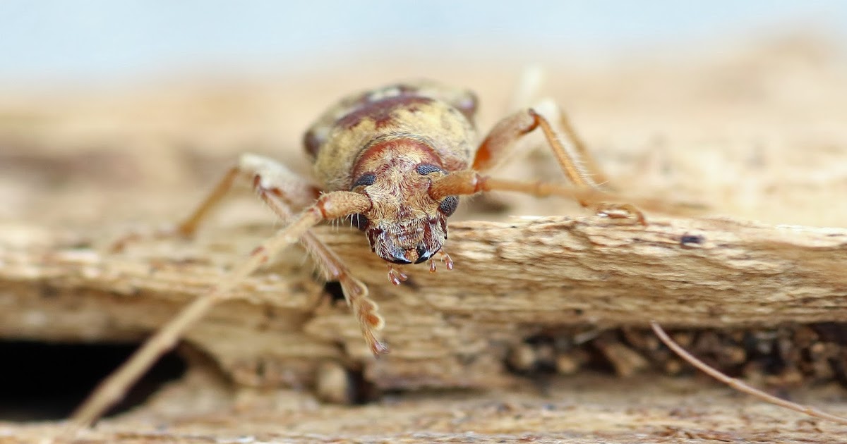 MObugs Red Oak Borer
