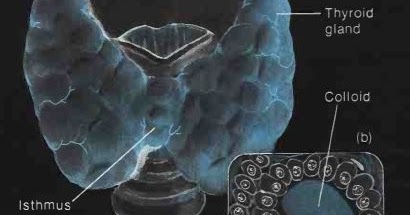 Thyroid Gland and Hormone Structure Function ~ MediMolt