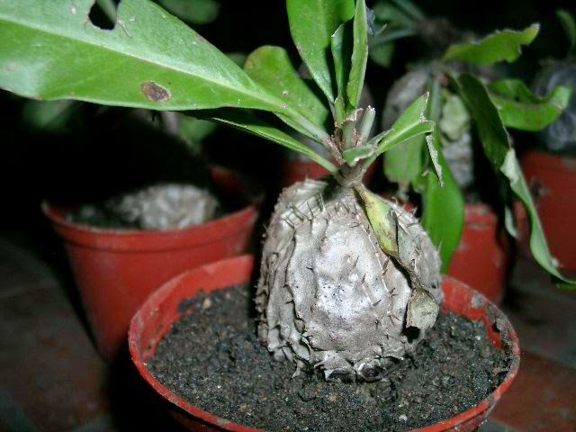 INFO TUMBUHAN SARANG SEMUT | Tips Petani