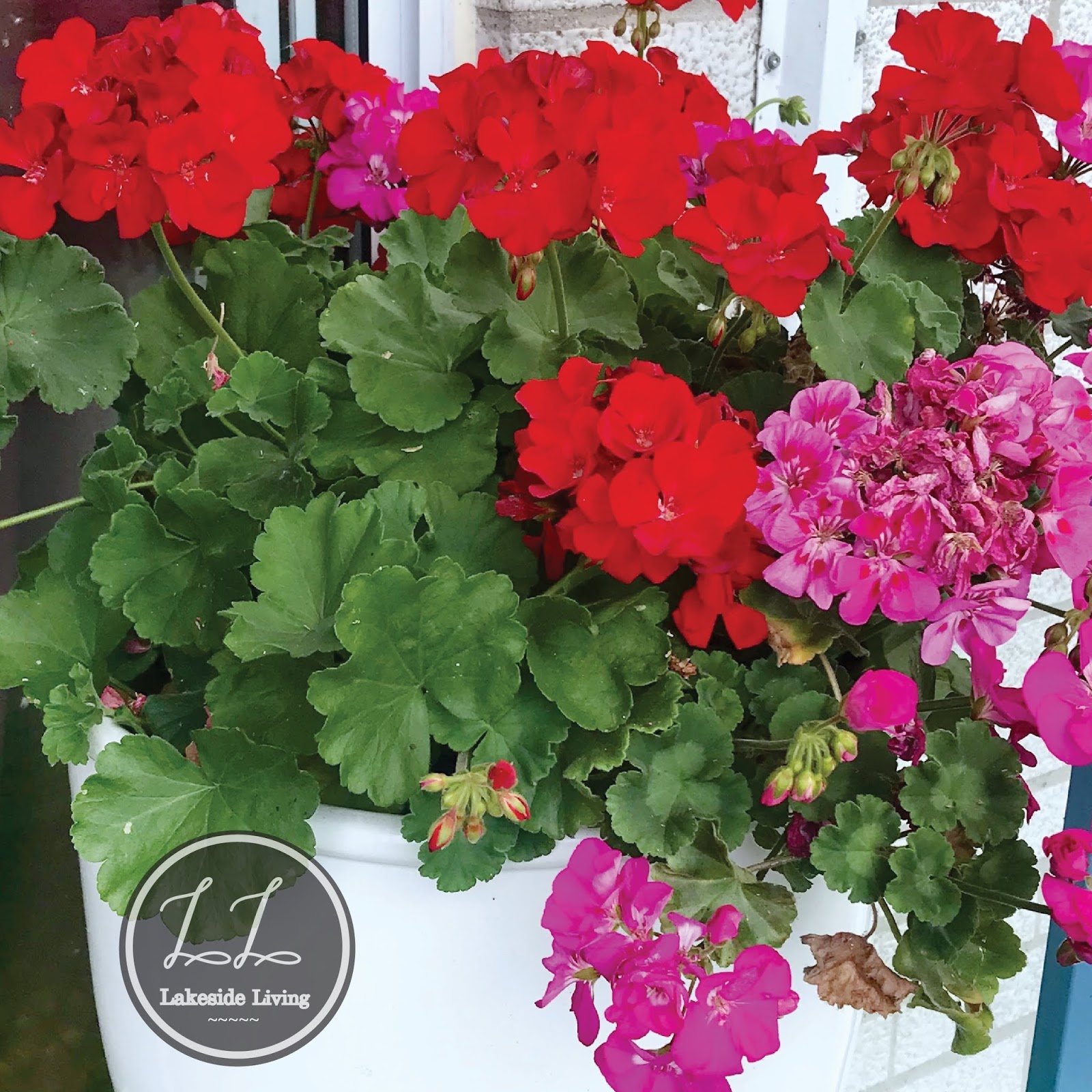 How to Grow Geraniums