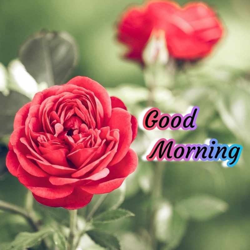 Good morning images Latest new hd pic for whatsapp & social media.