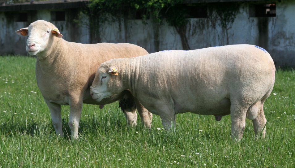 OVINOS ILEDEFRANCE Abril 2012