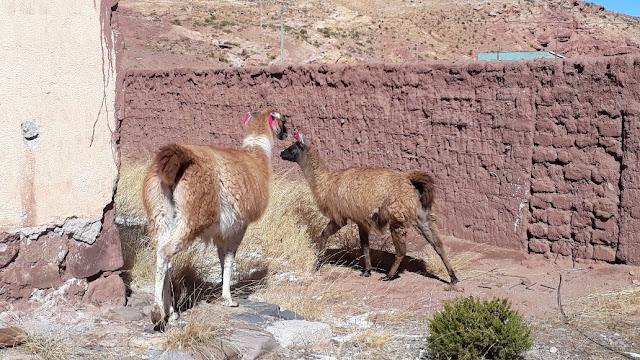 Selbst auf dem Gelände der Missionsstation fühlen sich diese Hochlandtiere sehr wohl. Wichtig ist, dass die Lamas immer etwas zum Fressen haben. Nun haben Wissenschaftler festgestellt, dass sie in der Lage sind, Antikörper recht schnell zu produzieren, wenn sie ein Virus oder Bakterien befallen. Sie sind also immun gegen das Corona Virus. Genau da setzt nun die Wissenschaft an. Unsere Hochlandindios wussten das schon länger und haben jetzt sogar vorgeschlagen, warmes Blut der Lamas zu trinken. Nun, ich habe es noch nicht ausprobiert, aber vielleicht enthält ja auch der Lamabraten Antikörper, den wir uns ja öfters hier schmecken lassen. Auf jeden Fall hat in unserer Andenregion das Virus bislang keinem Schaden zugefügt. Seit ich von diesen Forschungen gehört habe, freue ich mich noch mehr, wenn ich diese lieben Tiere im Gebirge sehen.