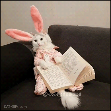 Funny Cat GIF • Cute bunny cat reading a bedtime story when It's time to go to sleep Funny Cat GIF • Cute bunny cat reading a bedtime story when It's time to go to sleep