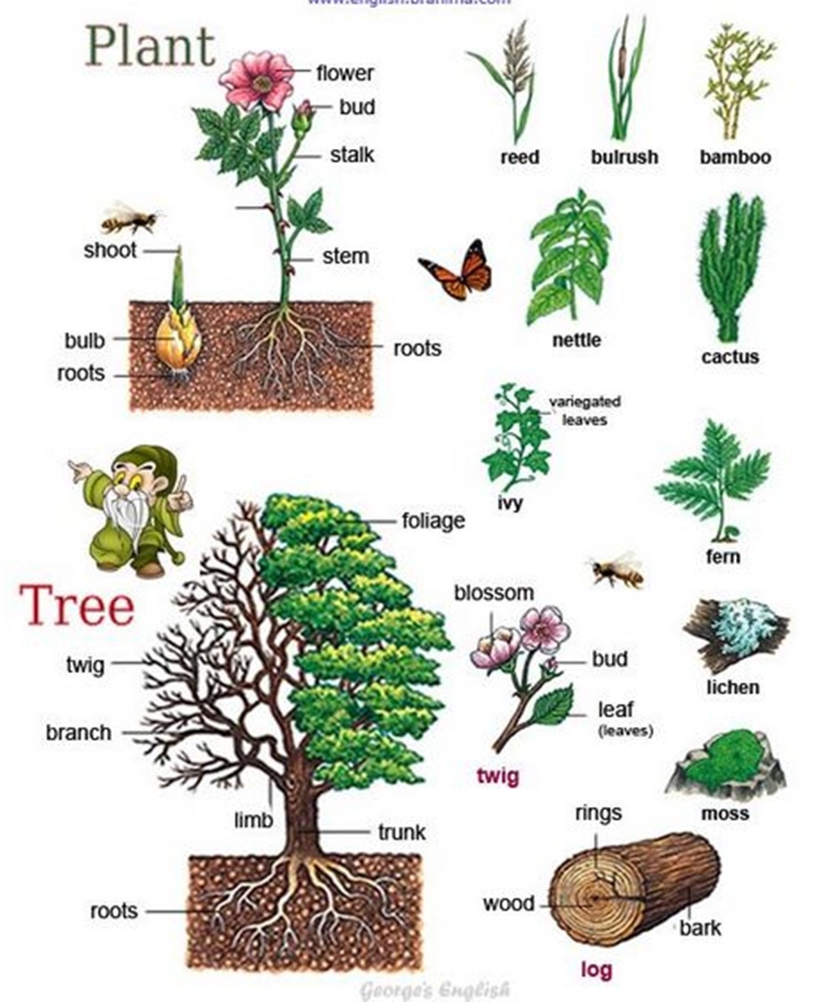 С английского на русский plant. Растения на английском языке. Названия растений на англ. Деревья с названиями по-английский. Деревья названия.