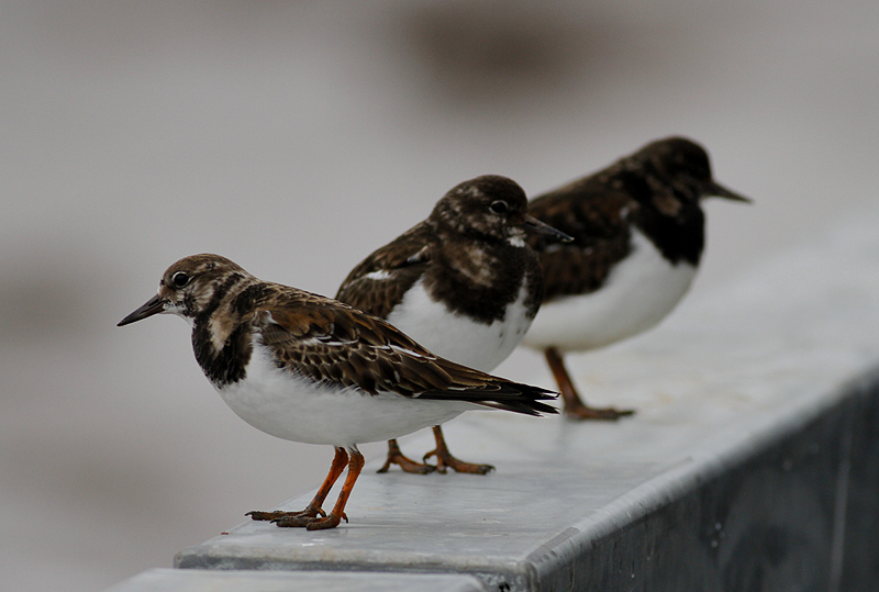 Bempton Birder Bridlington Harbour Some Of The Birds 20th January 2018