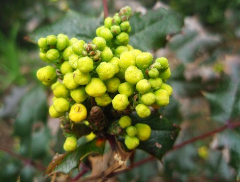 Flores de la mahonia a punto de abrirse