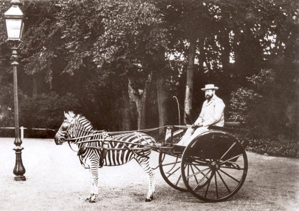 16 Vintage Photographs That Show People Riding Zebras From the Late 19th and Early 20th